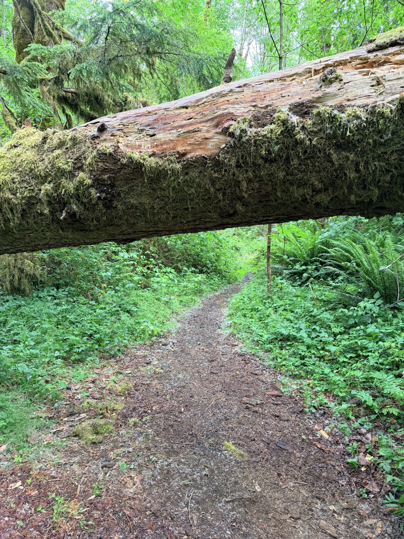 Crystal Creek Forest Trail