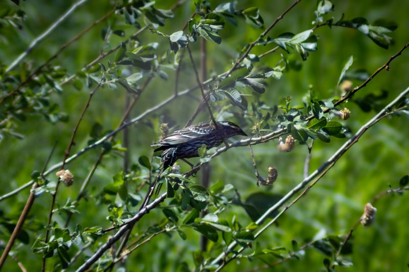 Erie Canal Nature Trail