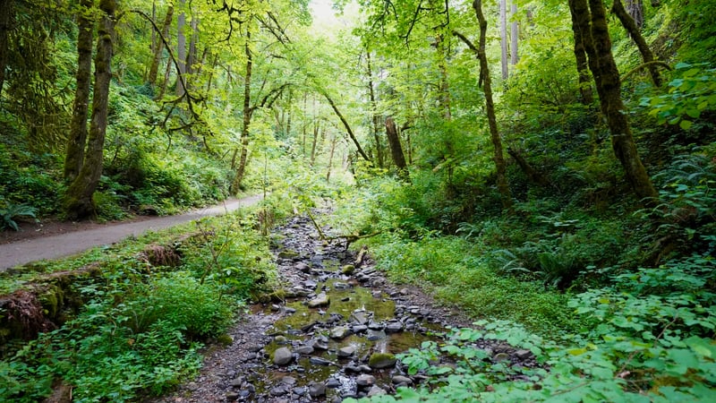 Macleay Trail, Forest Park