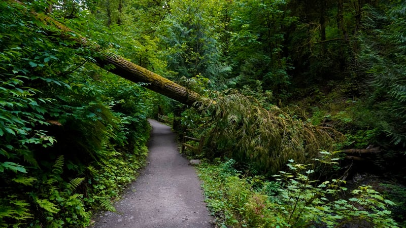 Lower Macleay Trail, Forest Park