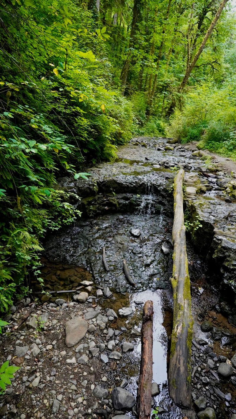 Balch Creek, Forest Park