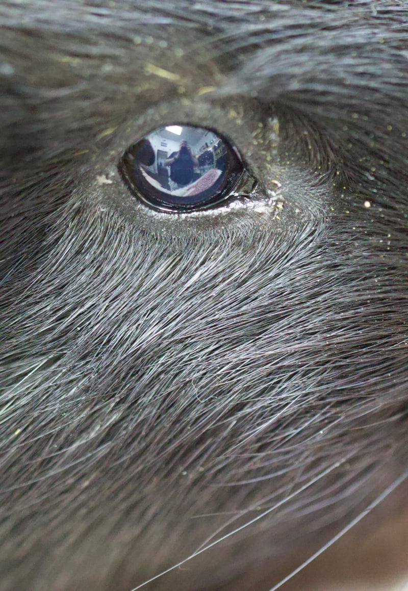 Macro Animal Eye Detail
