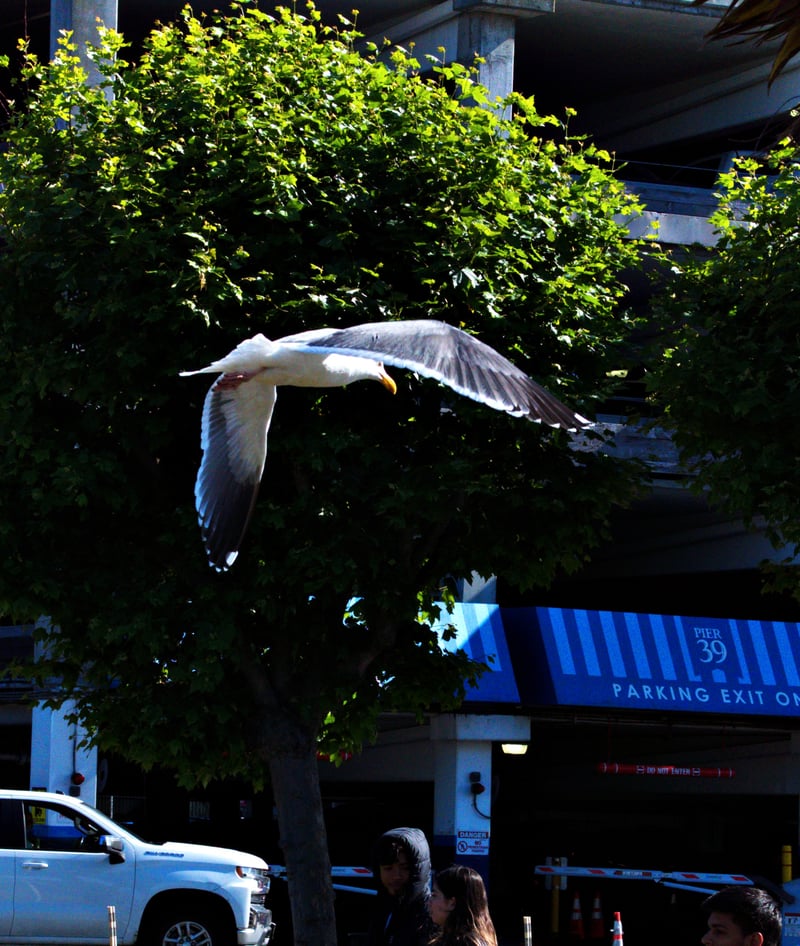 Pier 39