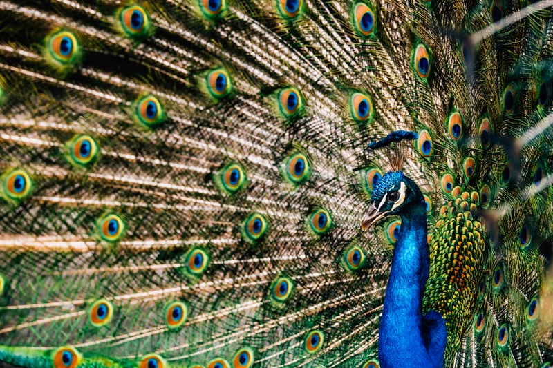 Harney Street Peacocks
