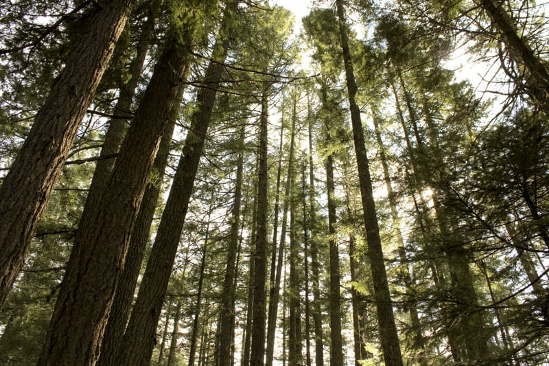 Mount Rainier National Park Forest