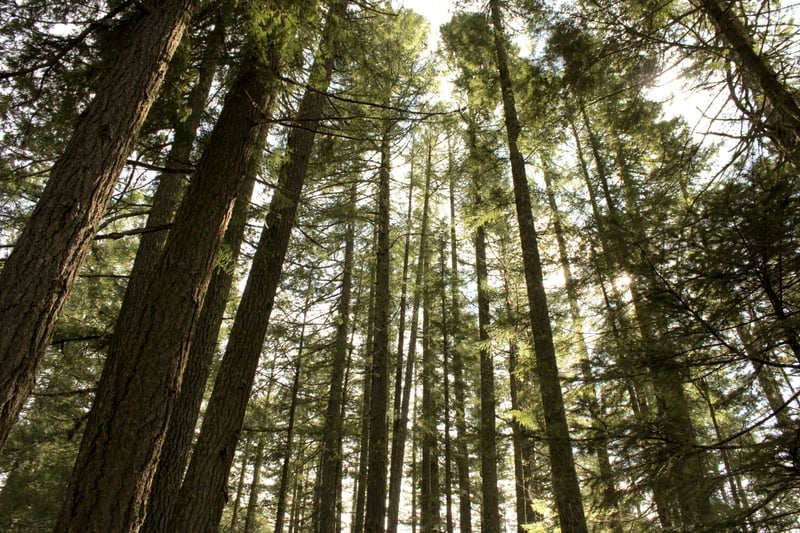 Mount Rainier Old-Growth Forest