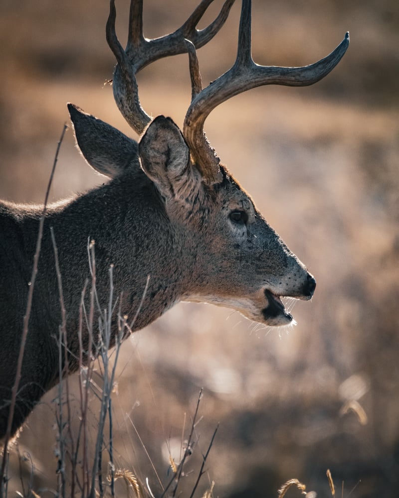 Rocky Mountain Arsenal National Wildlife Refuge