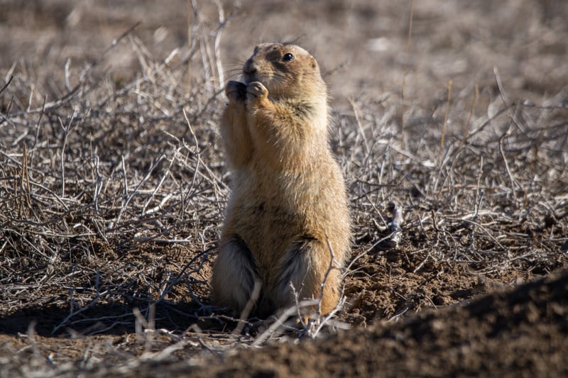 Rocky Mountain Arsenal National Wildlife Refuge