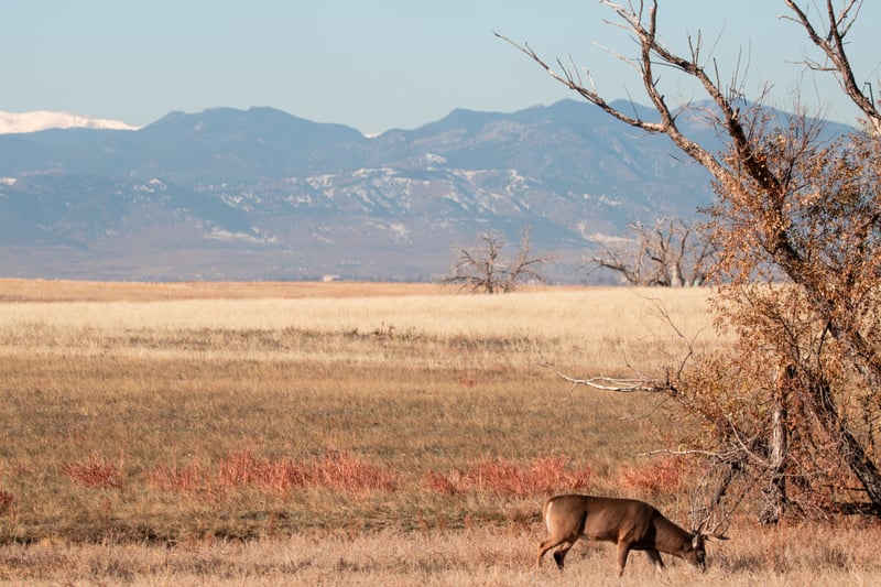 Rocky Mountain Arsenal National Wildlife Refuge