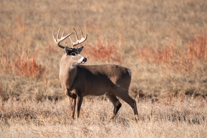 Rocky Mountain Arsenal National Wildlife Refuge