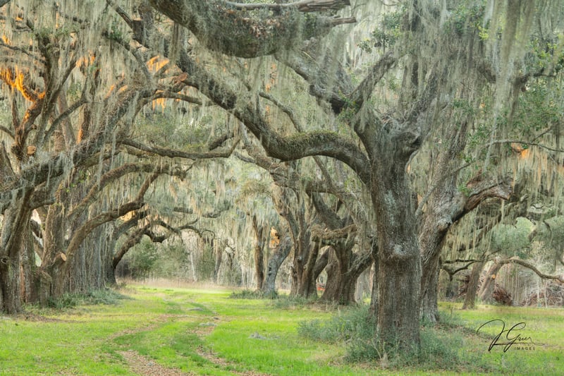 Yemassee Oak Alley