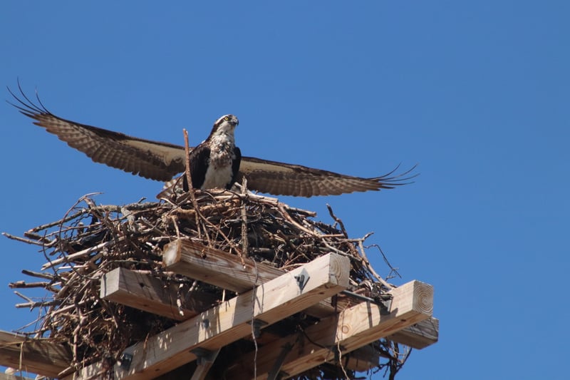 Mount Sinai Harbor Osprey Nest