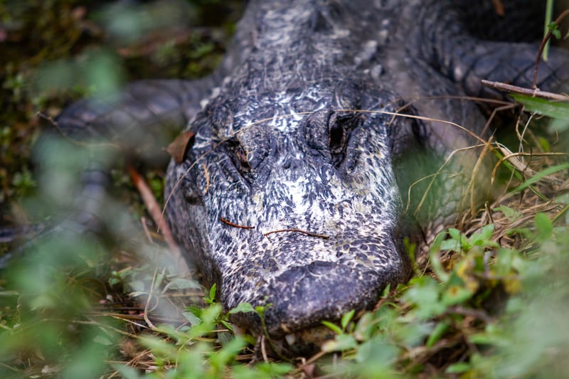 Everglades National Park - Anhinga Trail