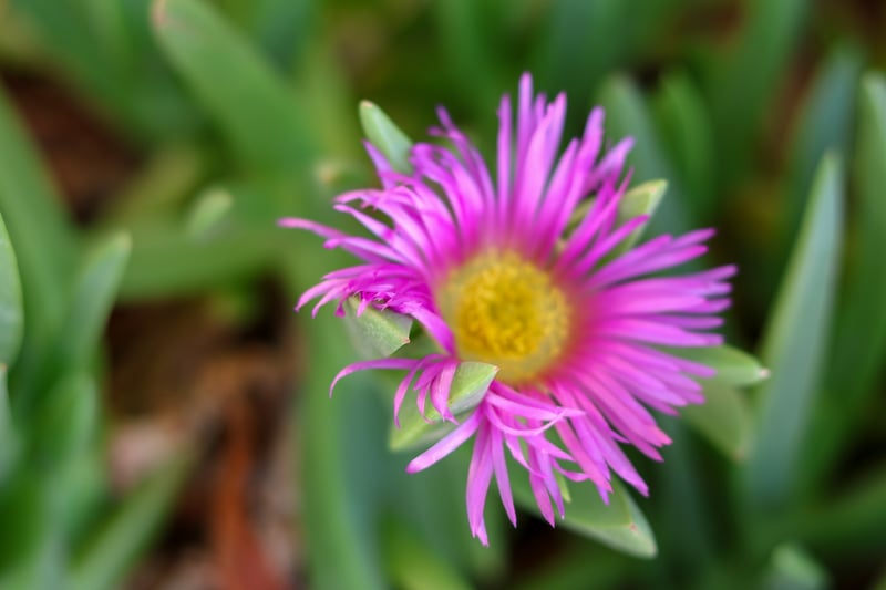 El Paso Desert Flora