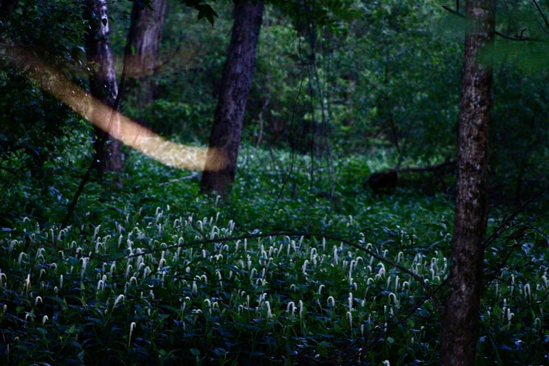 East Texas Pineywoods Forest Floor