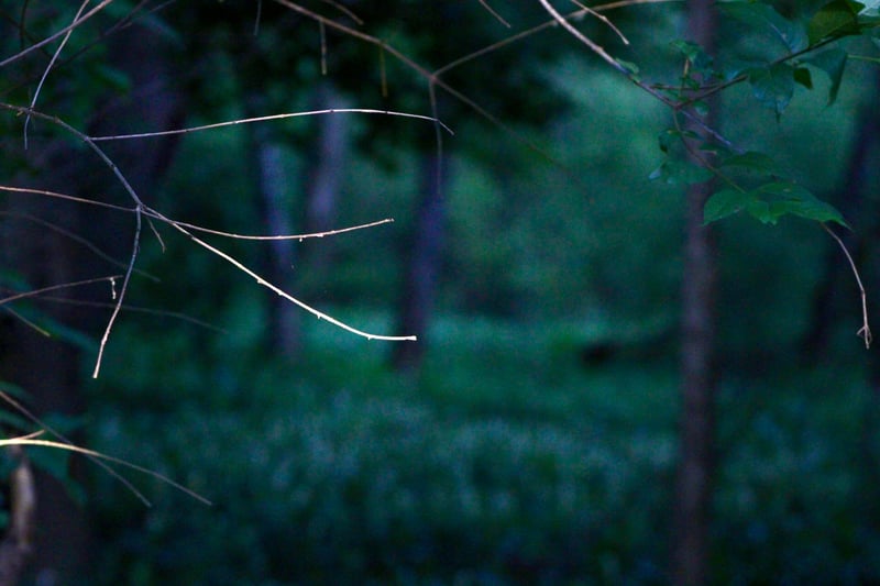 Brookwood Gardens Forest