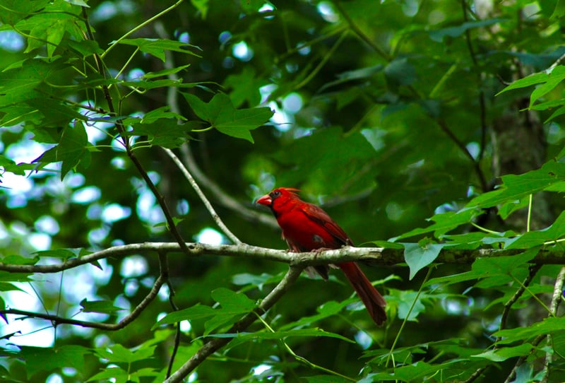 East Texas Woodland Birding