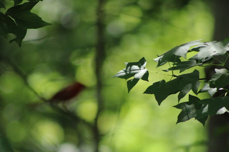 East Texas Birding Garden
