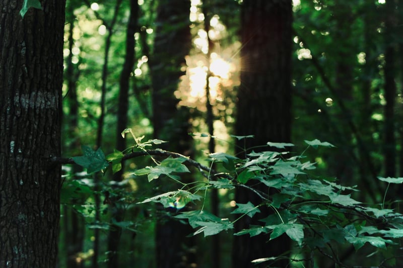East Texas Wooded Sunset