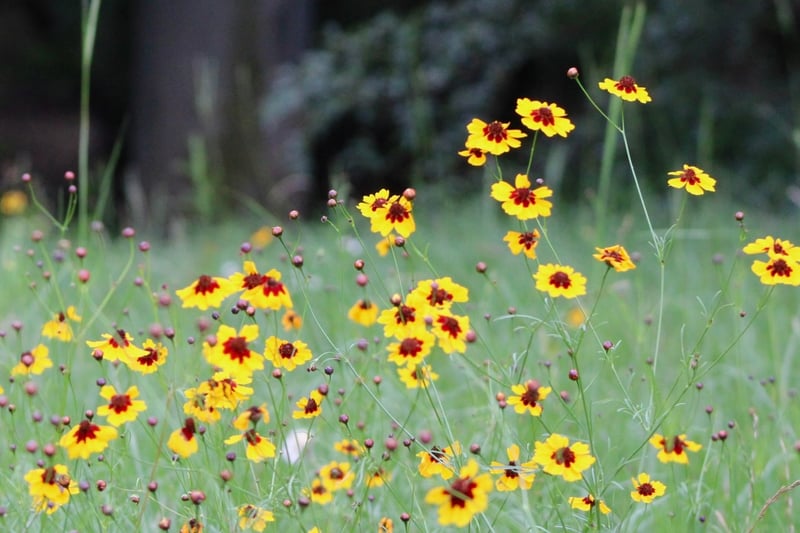 Tyler Wildflower Meadow