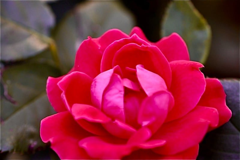 Independence Park Rose Garden
