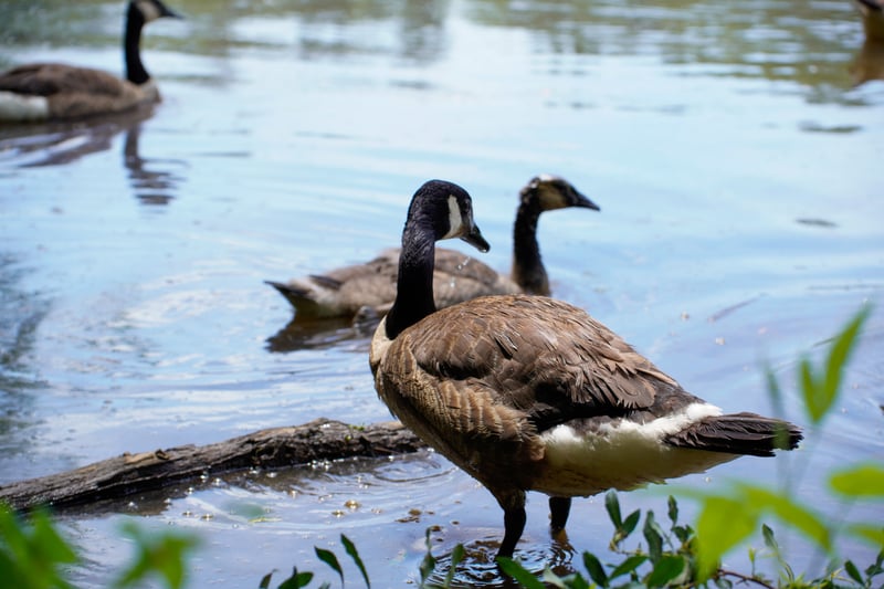 McAlpine Creek Park Pond