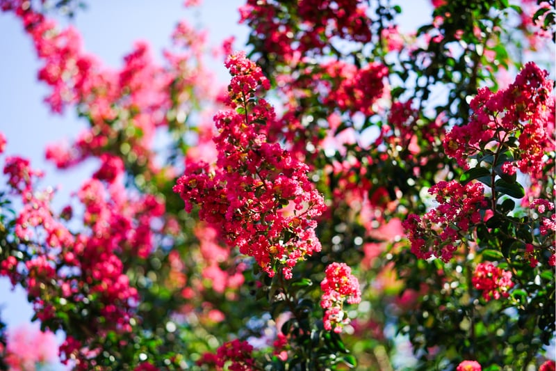 Village Lake Crepe Myrtles