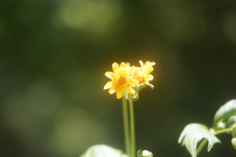 Mecklenburg County Sportsplex Nature Trails