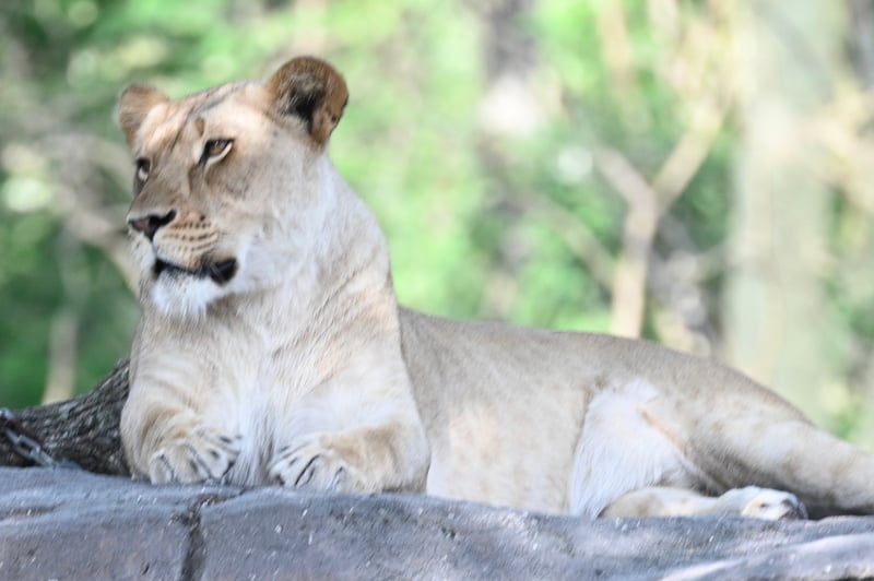 Kilimanjaro Safaris