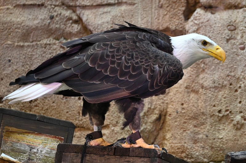 Disney's Animal Kingdom