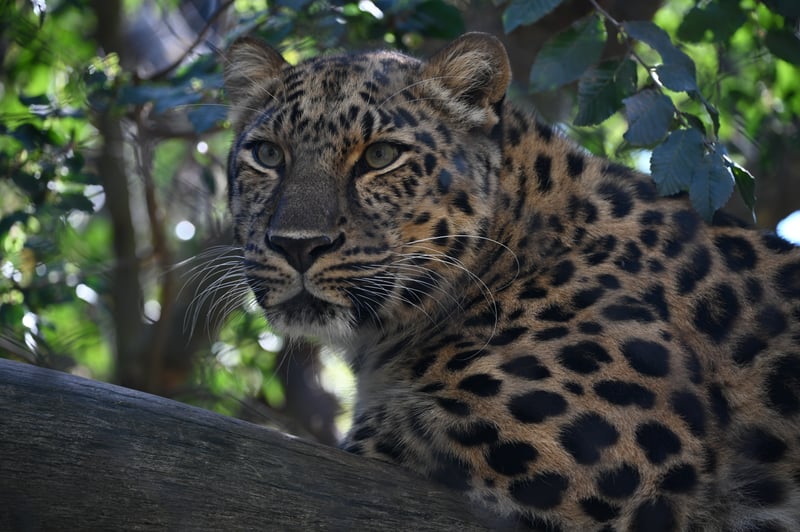 San Diego Zoo