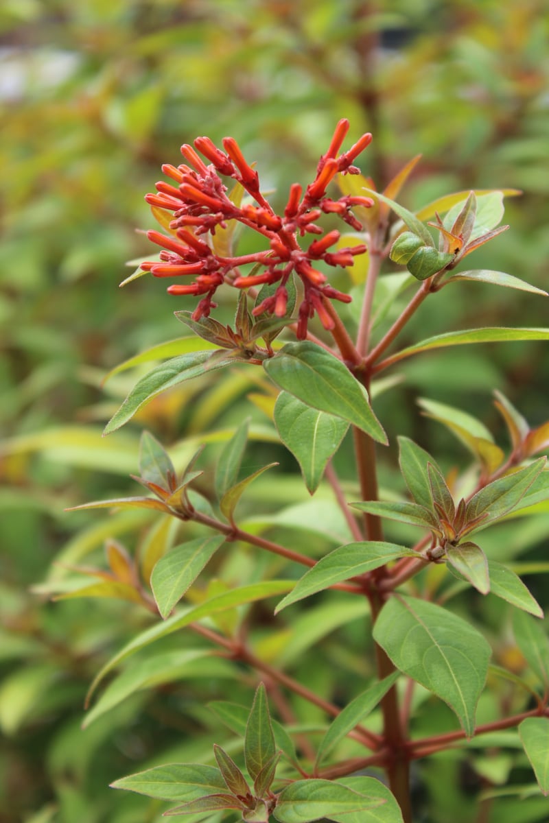 Zephyrhills Garden Flora
