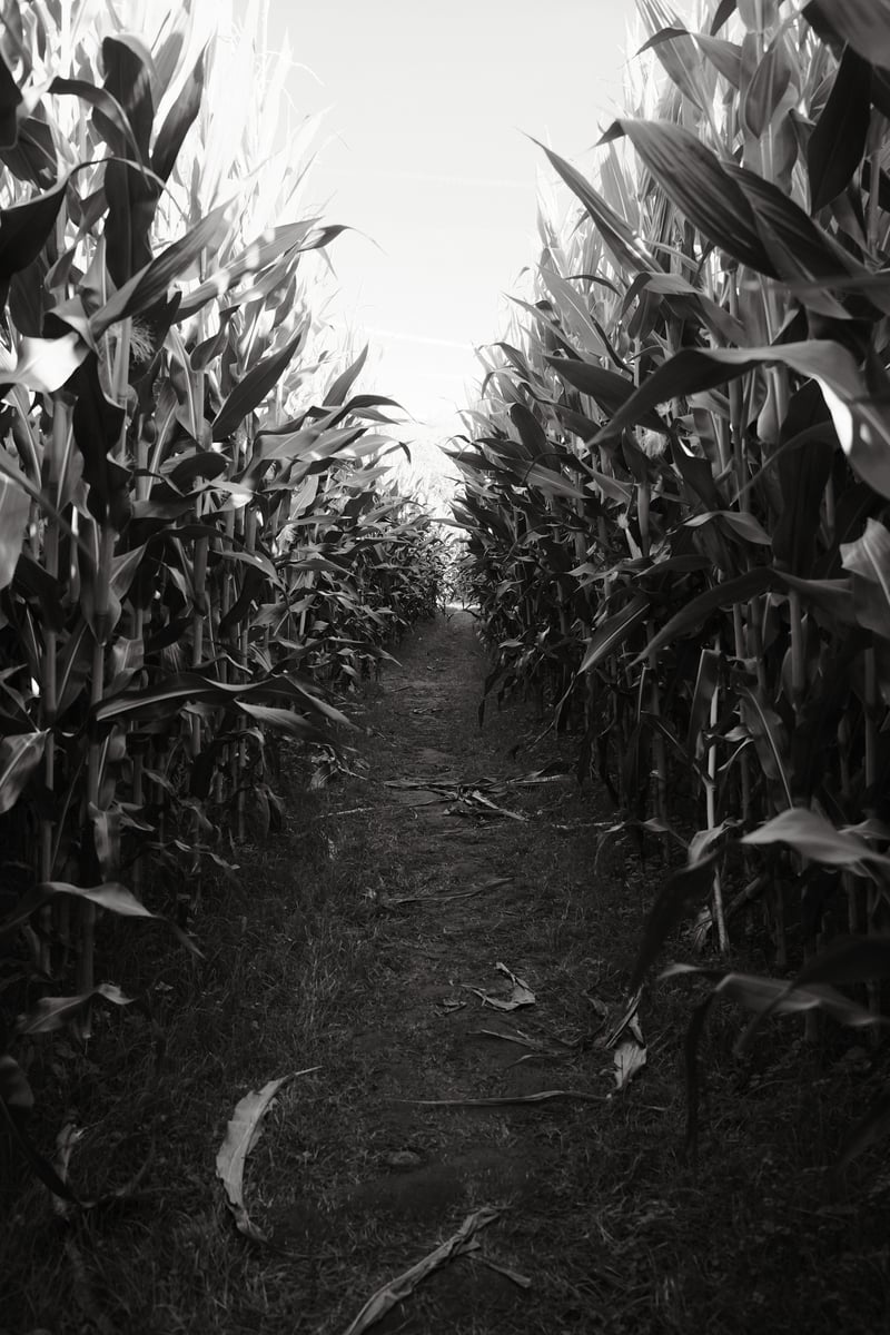 Bi-Zi Farms Corn Maze