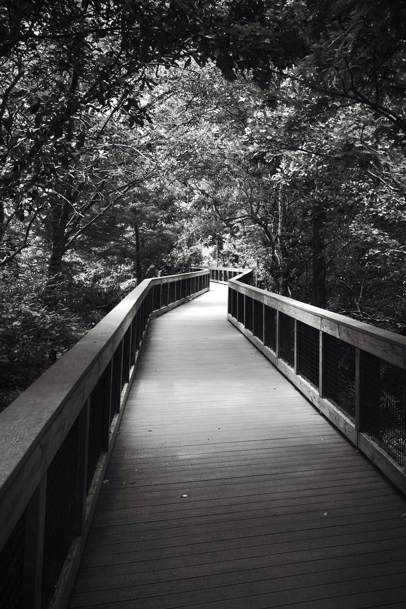 Sawgrass Lake Park Boardwalk