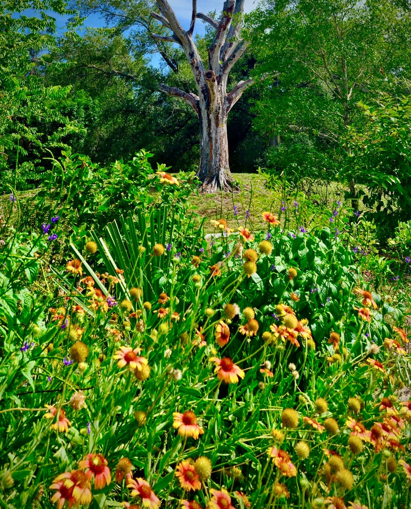 Sawgrass Lake Park Wildflower Meadow