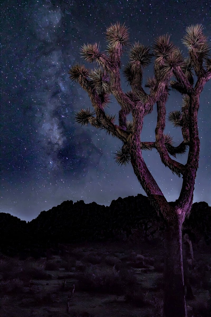 Joshua Tree National Park