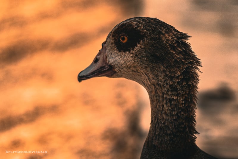 Westcreek Pond Wildlife Spot