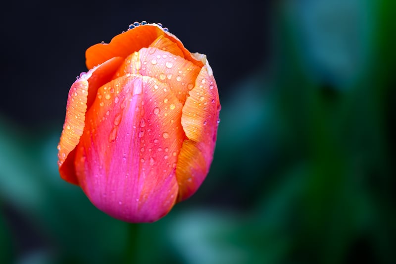 Wooden Shoe Tulip Farm