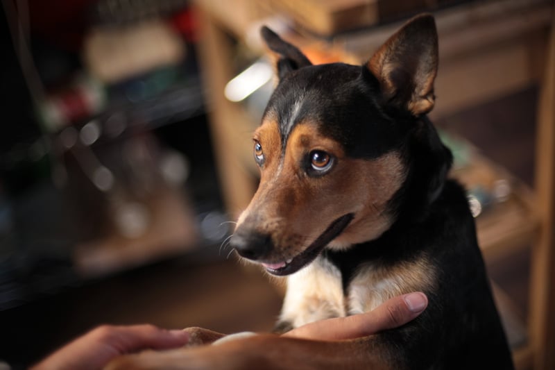 Olympia Residential Pet Portrait