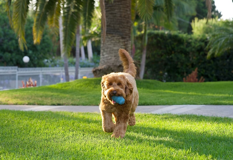 Palm-Lined Suburban Lawn