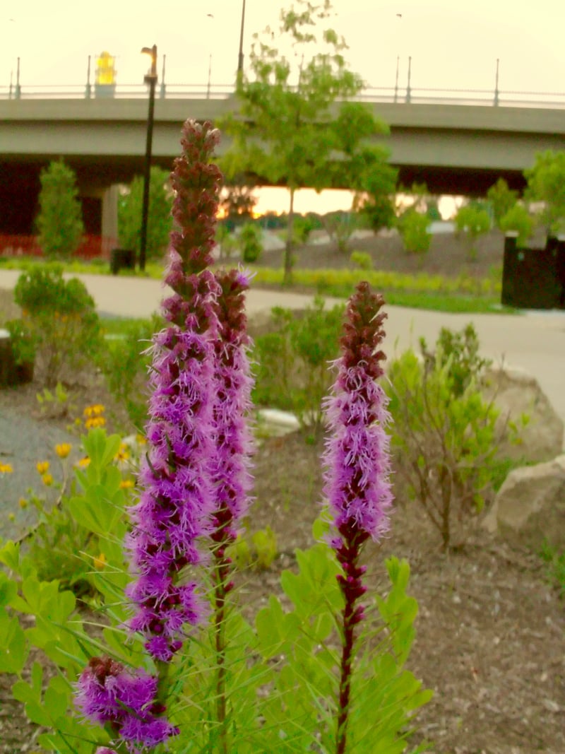 Manchester Street Viaduct Park