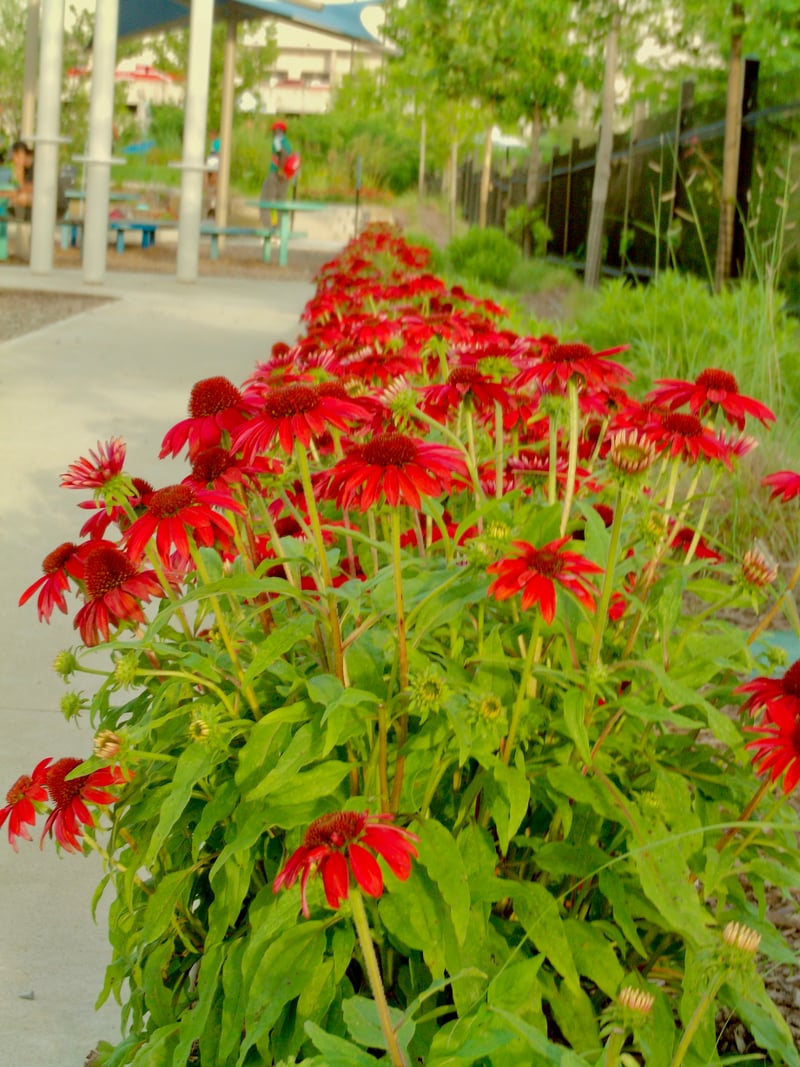 Manchester Street Park