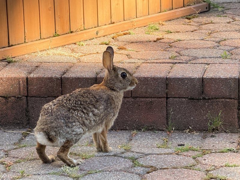 Levittown Garden Wildlife