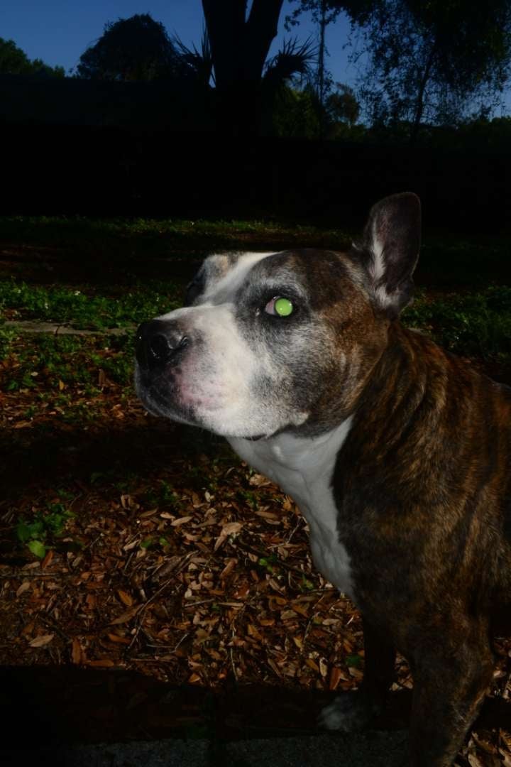 North Tampa Green Space