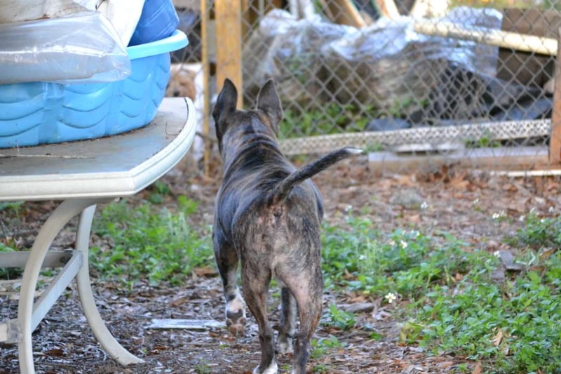 North Florida Avenue Pet Area