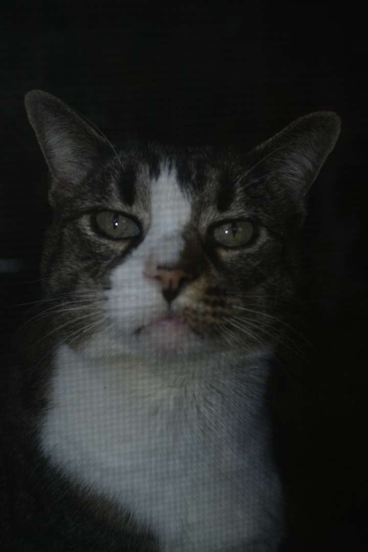 Tampa Indoor Pet Portrait Spot