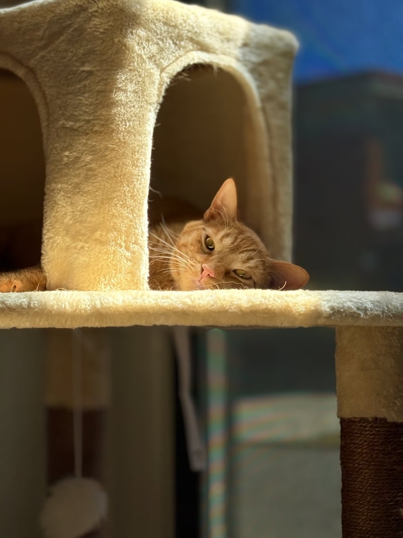 Cozy Sunlit Cat Tree