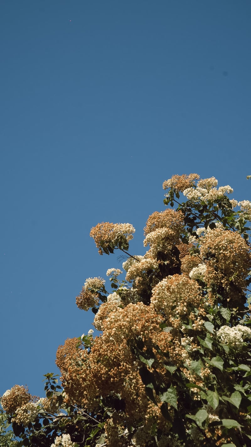 Fullerton Arboretum