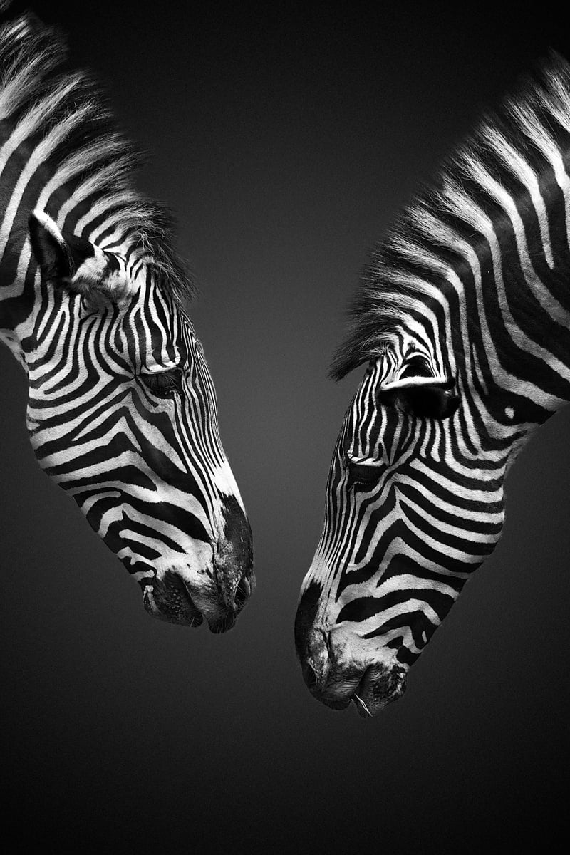 San Diego Zoo