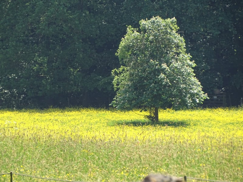 Benthall Meadows